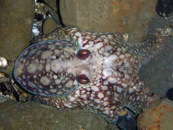 Image of East Pacific red octopus