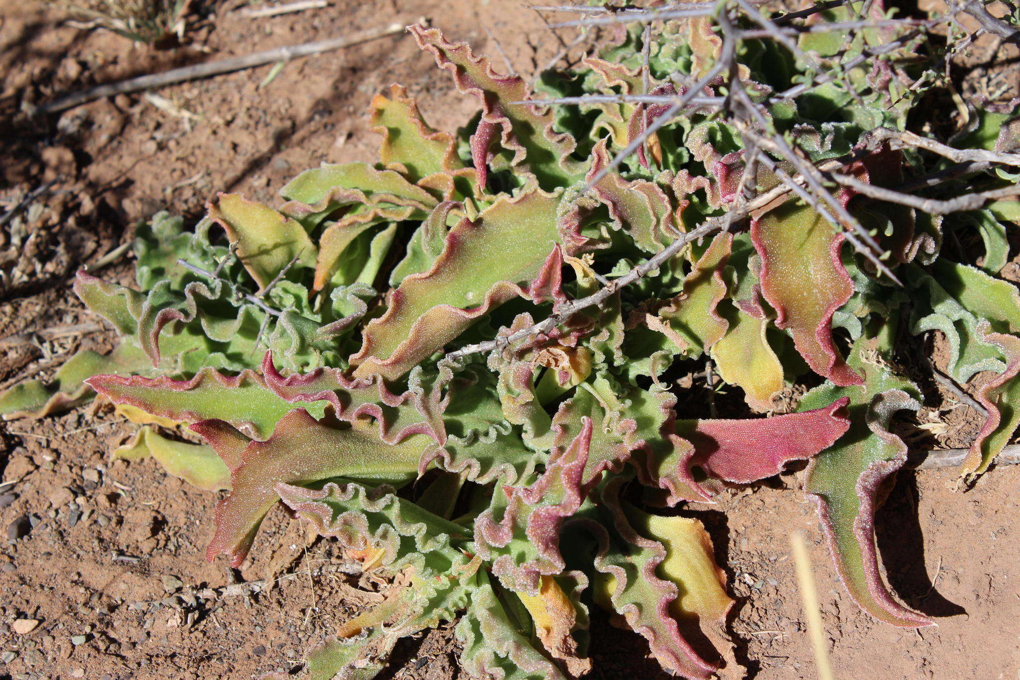 Image of Mesembryanthemum guerichianum Pax