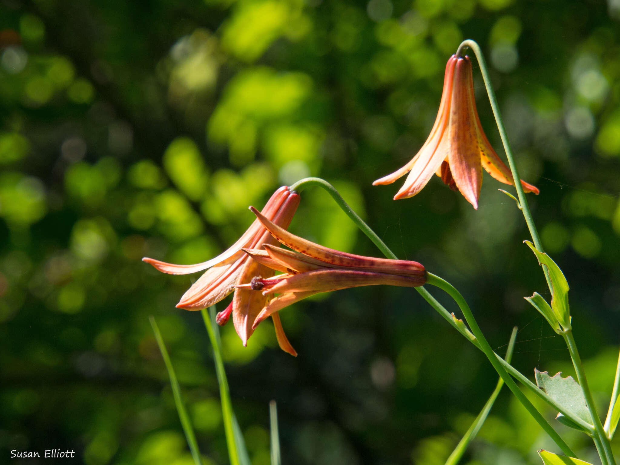 Image of Canada lily