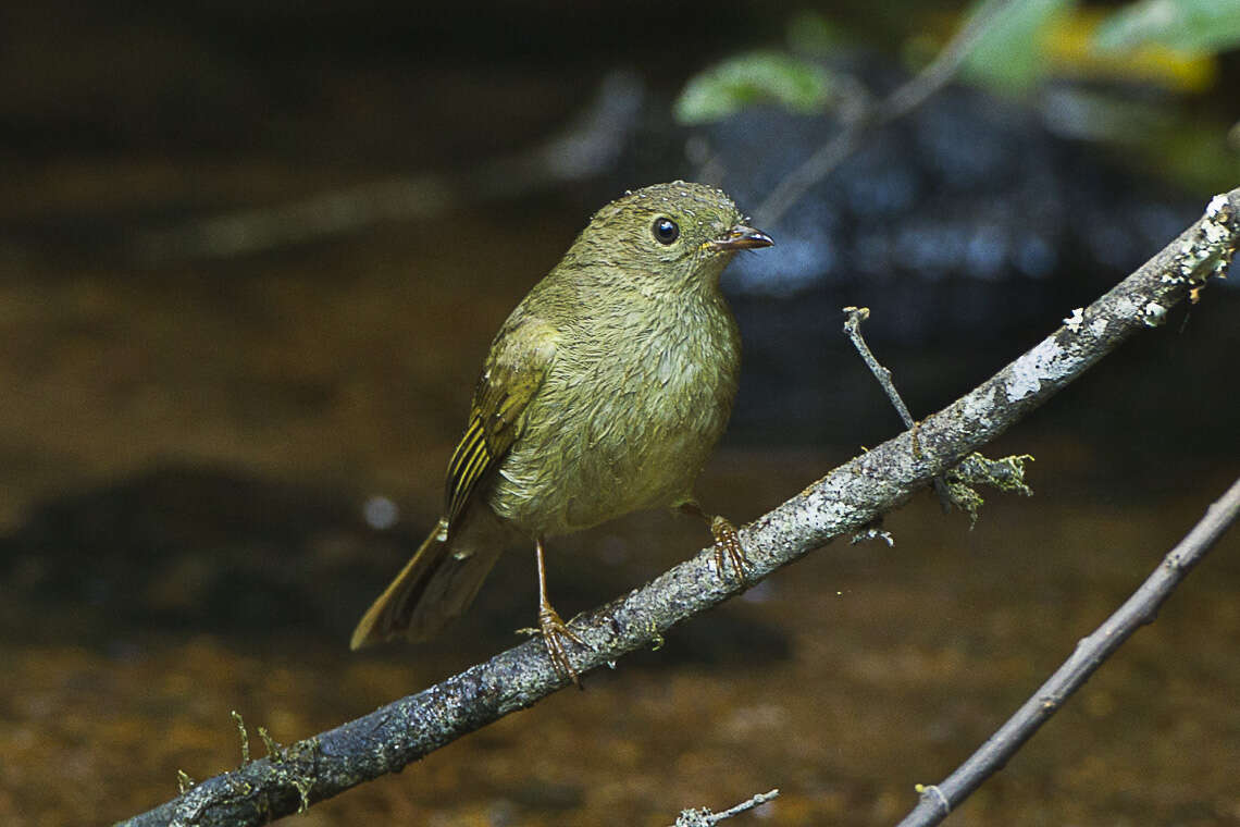 Image of Little Greenbul