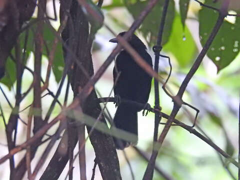 Image of East Amazonian Fire-eye