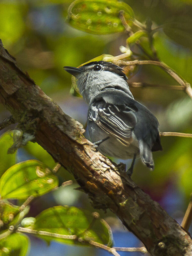 Image of Black-and-white Becard