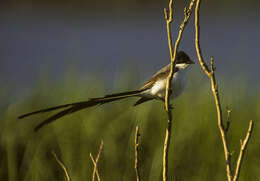 Image of Fork-tailed Flycatcher