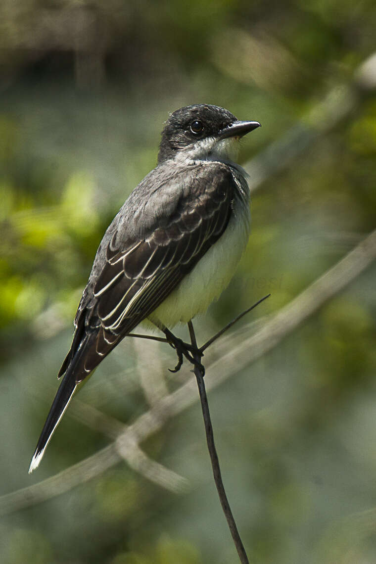 Image of Eastern Kingbird