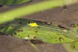 Ischnura pruinescens (Tillyard 1906) resmi