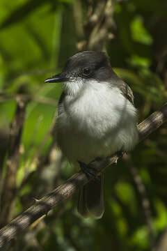 Image of Loggerhead Kingbird