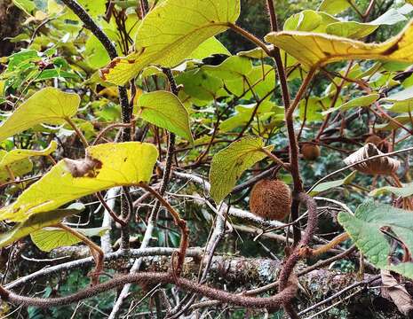 Actinidia chinensis var. setosa H. L. Li resmi