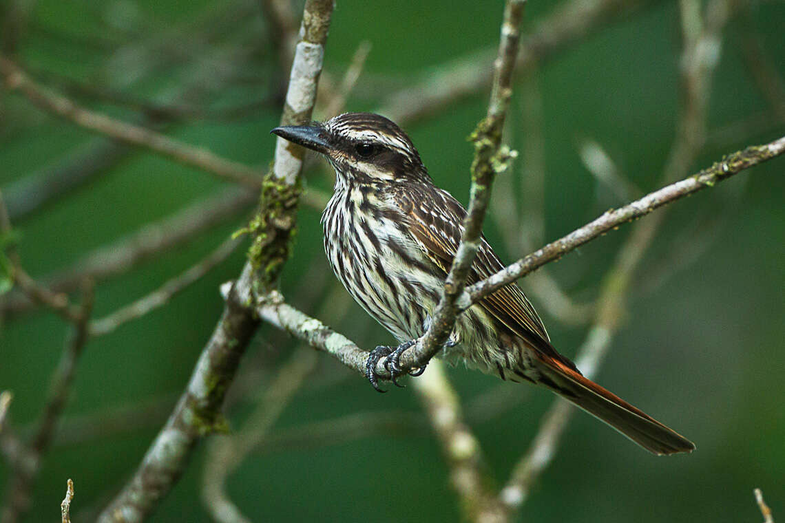 Imagem de Myiodynastes maculatus (Müller & Pls 1776)