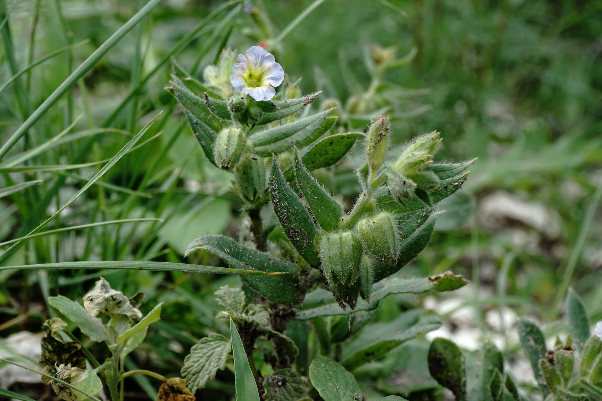 صورة Nonea versicolor (Stev.) Sweet