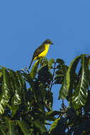 Image of Gray-capped Flycatcher