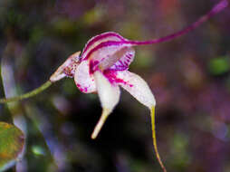 Image of Masdevallia nidifica Rchb. fil.