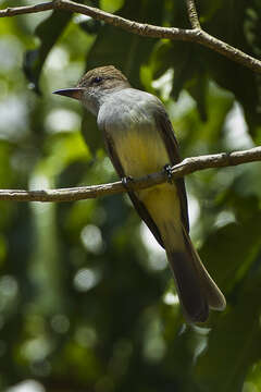 صورة Myiarchus tyrannulus (Müller & Pls 1776)