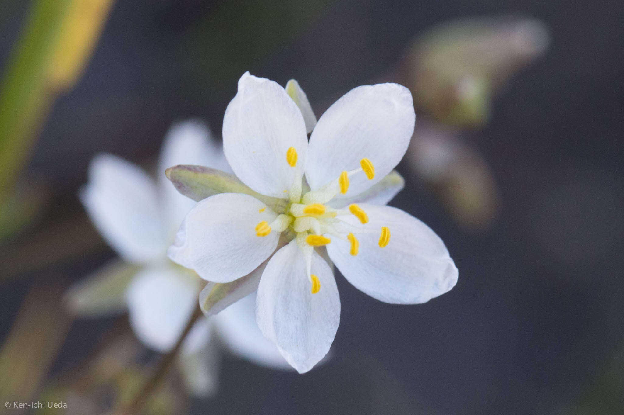 Plancia ëd Spergularia macrotheca var. longistyla R. Rossbach