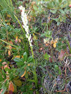 Image of Sierra bog orchid