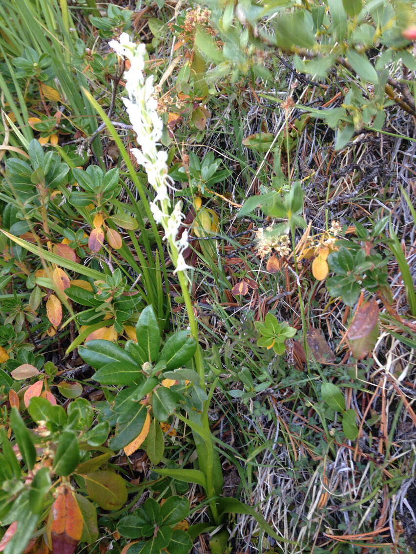Image of Sierra bog orchid