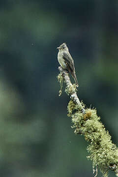 Image of Greater Pewee