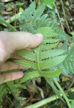 Image of Tomato Fern