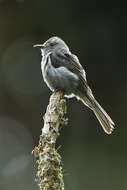 Image of Smoke-colored Pewee