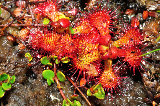 Image of Chilean sundew