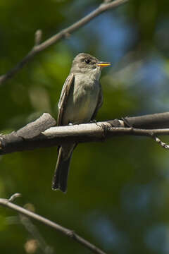 Image of Eastern Wood Pewee