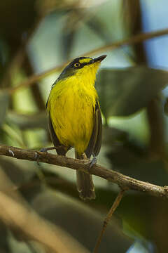 Image of Gray-headed Tody-Flycatcher