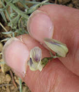 Image of Yellowstone milkvetch