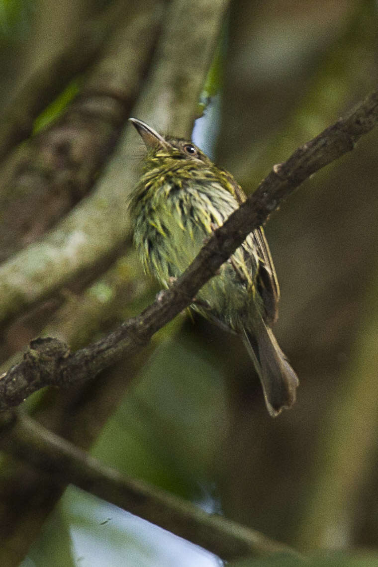 Image of Southern Bentbill