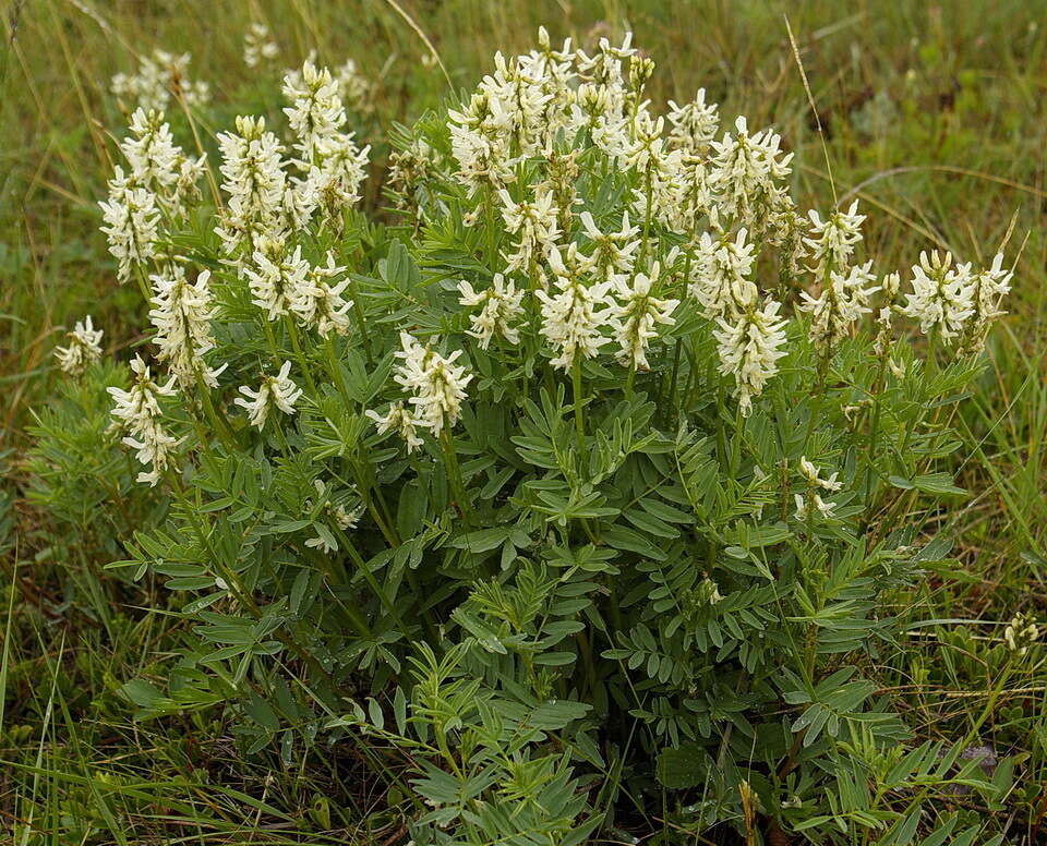 Plancia ëd Astragalus williamsii Rydb.