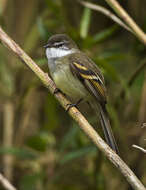 Image of White-throated Tyrannulet