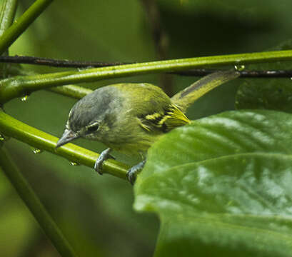 Image of ashy-headed tyrannulet