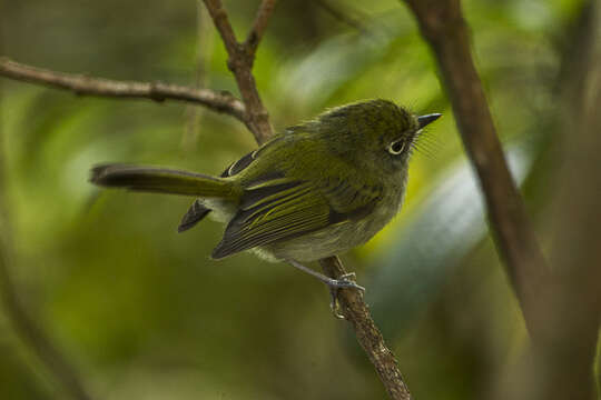 Phylloscartes difficilis (Ihering, H, Ihering & R 1907)的圖片