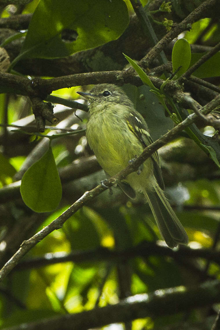 Phylloscartes ventralis (Temminck 1824)的圖片