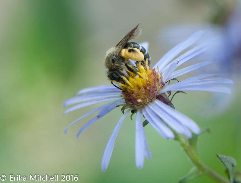 Image of Aster Andrena