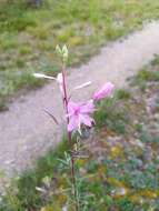 Image de Epilobium dodonaei Vill.