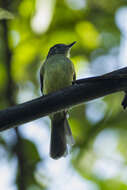 Image of Slaty-capped Flycatcher