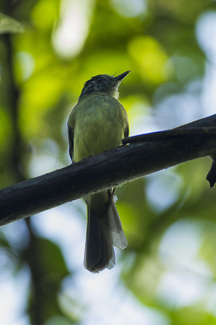 Image of Slaty-capped Flycatcher