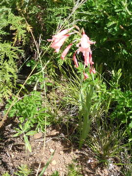 Image of Gladiolus oppositiflorus Herb.