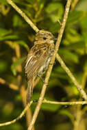 Imagem de Elaenia parvirostris Pelzeln 1868