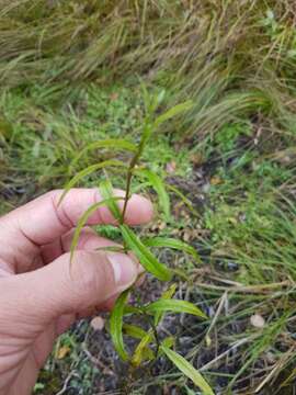 Image of Marsh Speedwell