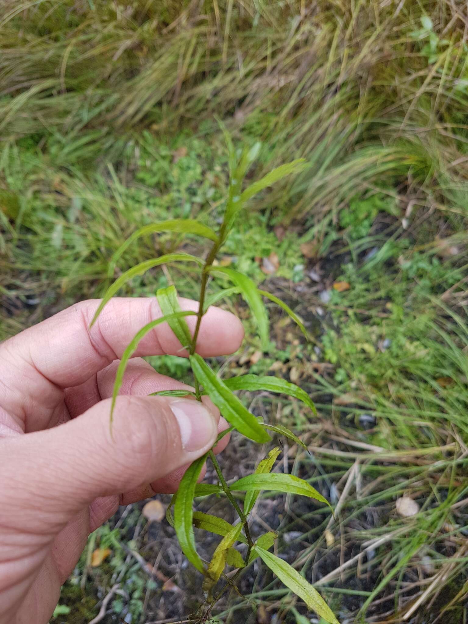 Image of Marsh Speedwell