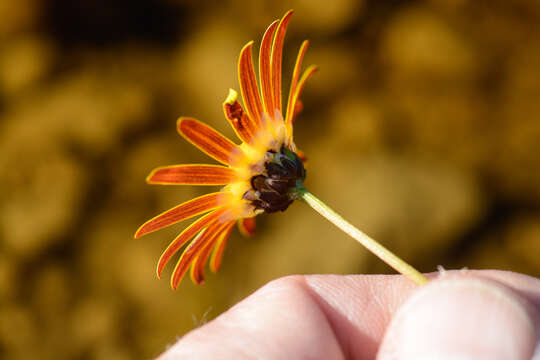 Image of Ursinia tenuifolia (L.) Poir.