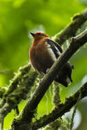 Image of Club-winged Manakin