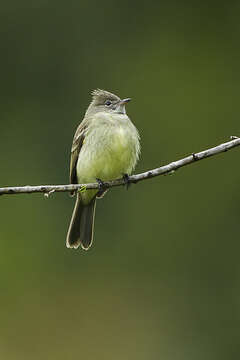 Image of Southern Beardless Tyrannulet