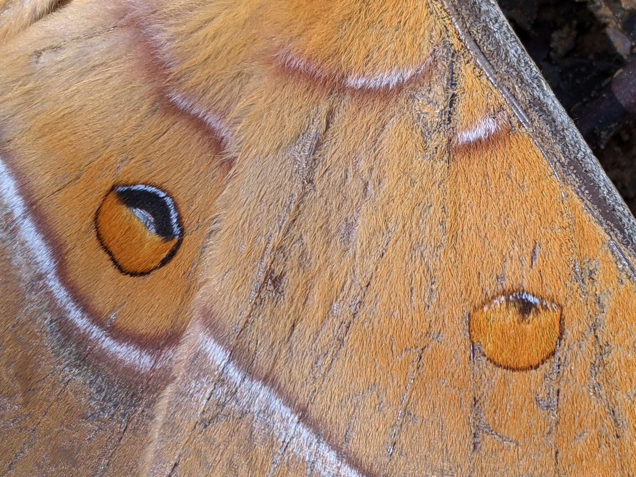 Image of Antheraea formosana Sonan 1937