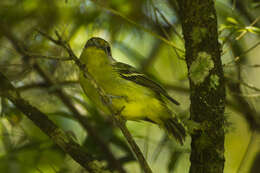 Image of Wing-barred Piprites