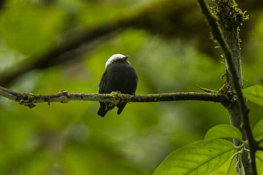 Image of Blue-rumped Manakin