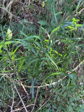 Image of "Sicklethorn asparagus,"