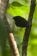 Lepidothrix coronata velutina (Berlepsch 1883)的图像