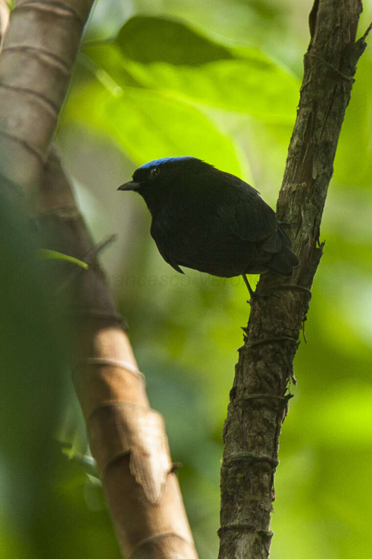 Lepidothrix coronata velutina (Berlepsch 1883)的图像