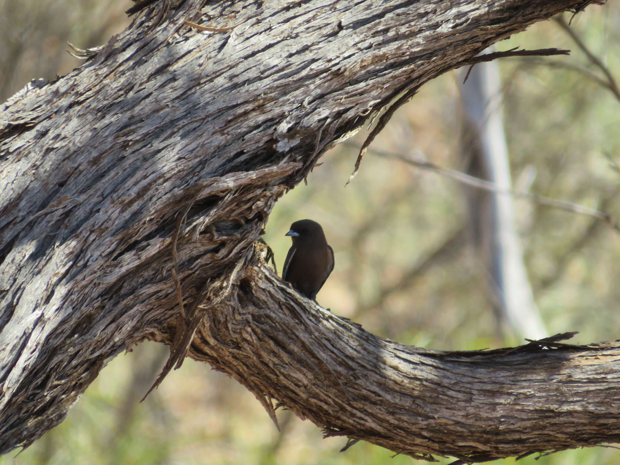 Image of Little Woodswallow